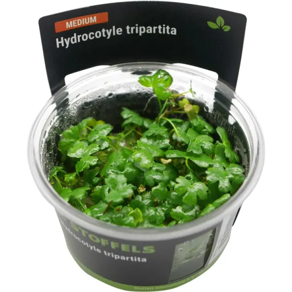 Planta acvariu Stoffels Hydrocotyle Tripartita In-Vitro