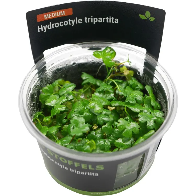 Planta acvariu Stoffels Hydrocotyle Tripartita In-Vitro