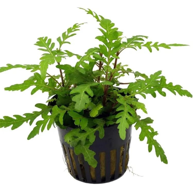 Planta acvariu Stoffels Hygrophila Pinnatifida