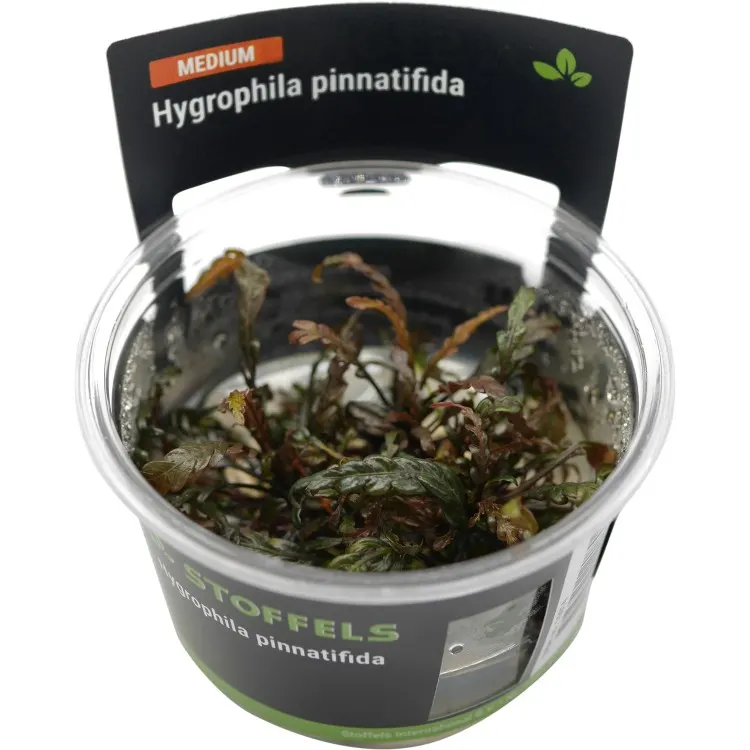 Planta acvariu Stoffels Hygrophila Pinnatifida In-Vitro