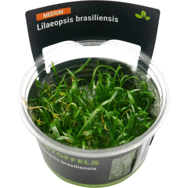 Planta acvariu Stoffels Lilaeopsis Brasiliensis In-Vitro
