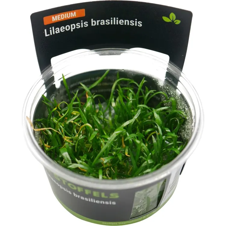 Planta acvariu Stoffels Lilaeopsis Brasiliensis In-Vitro
