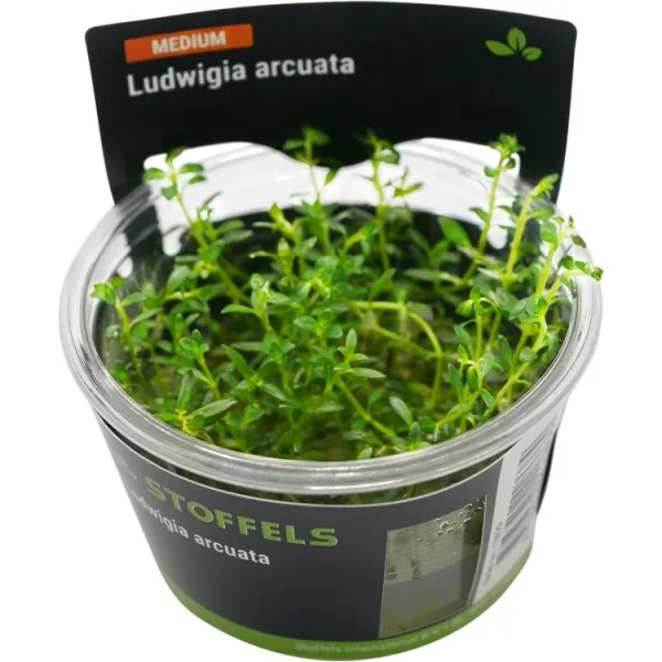 Planta acvariu Stoffels Ludwigia Arcuata in vitro
