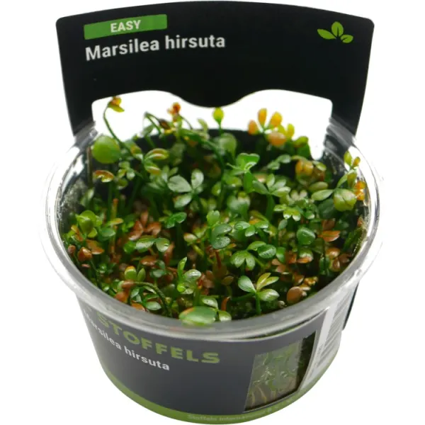 Planta acvariu Stoffels Marsilea Hirsuta In-Vitro