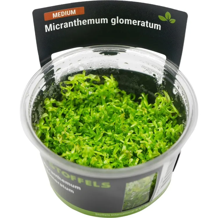 Planta acvariu Stoffels Micranthemum glomeratum In-Vitro