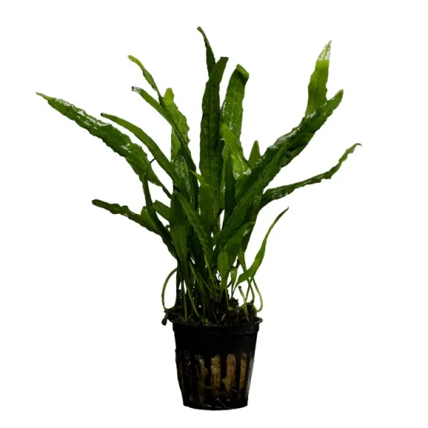 Planta acvariu Stoffels Microsorum 'Narrow Leaf'
