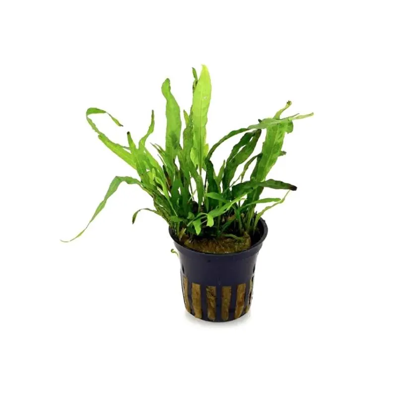 Planta acvariu Stoffels Microsorum pteropus 'Green Gnome'