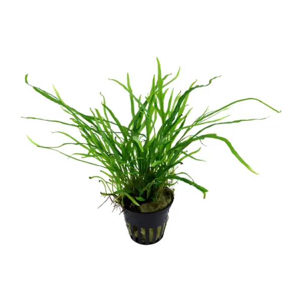 Planta acvariu Stoffels Microsorum pteropus 'Trident'