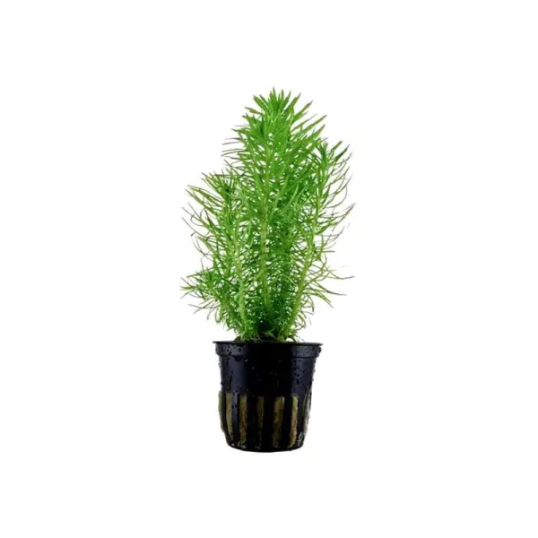 Planta acvariu Stoffels Pogostemon Erectus