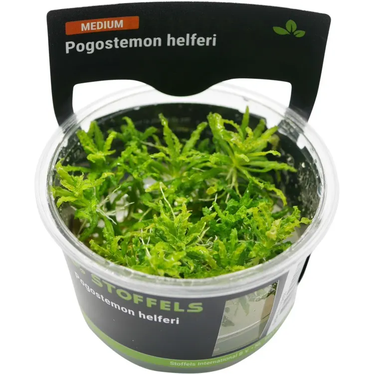 Planta acvariu Stoffels Pogostemon Helferi in vitro