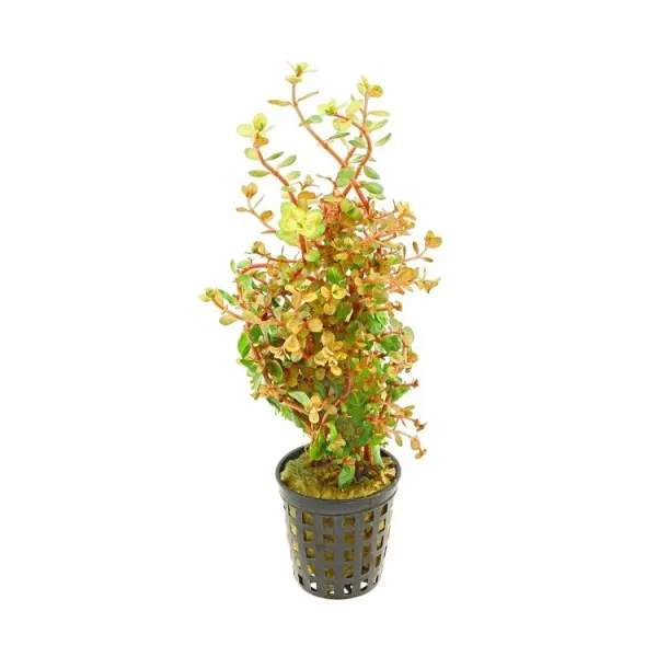 Planta acvariu Stoffels Rotala rotundifolia