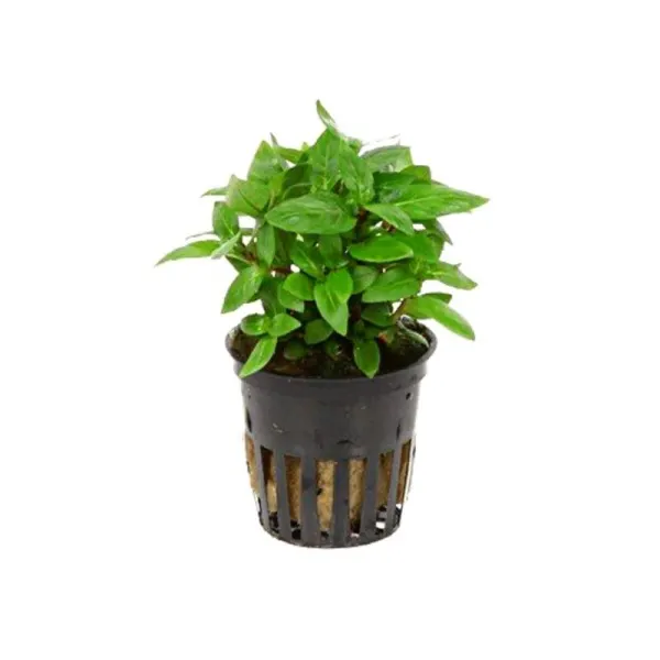 Planta acvariu Stoffels Staurogyne Repens