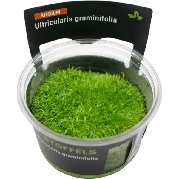 Planta acvariu Stoffels Utricularia Graminifolia In-Vitro