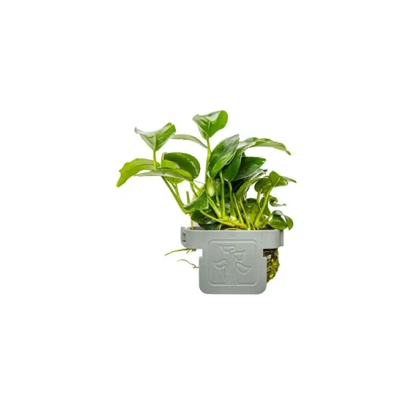 Planta acvariu Tropica Anubias barteri 'Petite' CLIPS