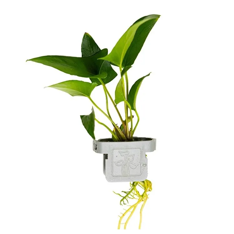 Planta acvariu Tropica Anubias gracilis CLIPS
