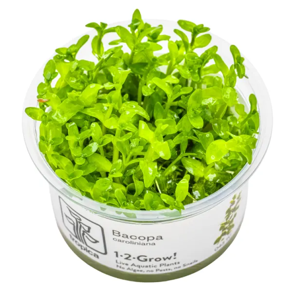 Planta acvariu Tropica Bacopa Caroliniana In-Vitro