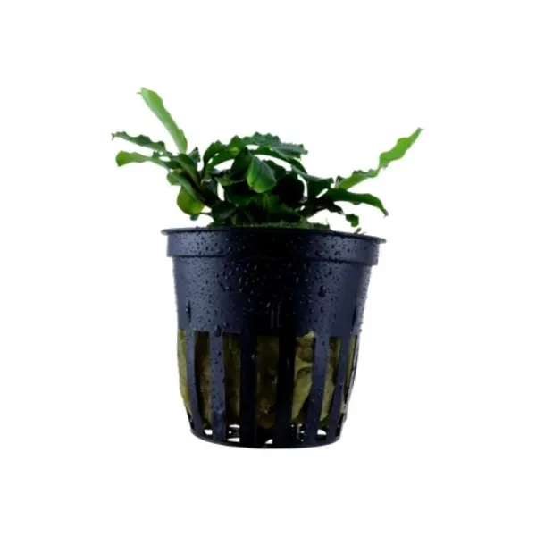 Planta acvariu Tropica Bucephalandra pygmaea 'Bukit Kelam'
