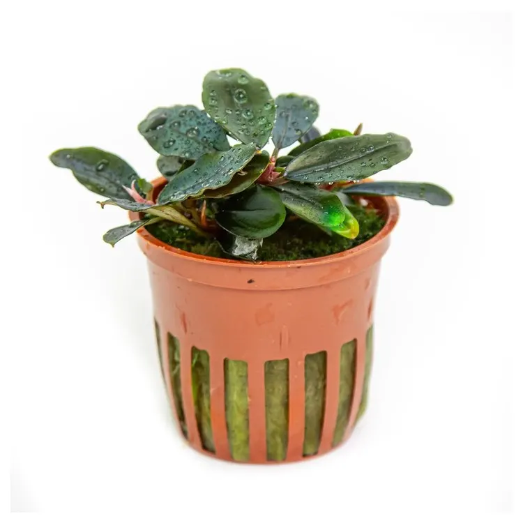 Planta acvariu Tropica Bucephalandra sordidula 'Blue'