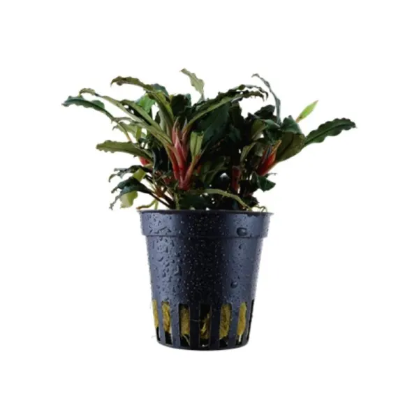 Planta acvariu Tropica Bucephalandra sp. 'Red'