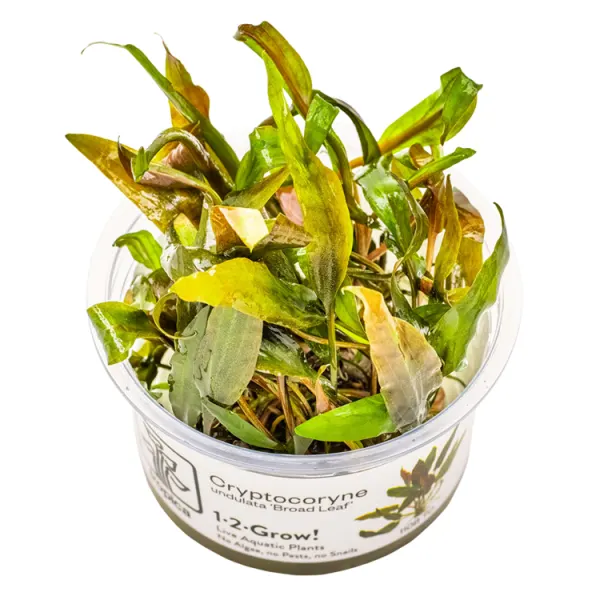 Planta acvariu Tropica Cryptocoryne Undulatus 'Broad Leaf' In-Vitro
