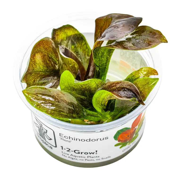Planta acvariu Tropica Echinodorus 'Reni' In-Vitro