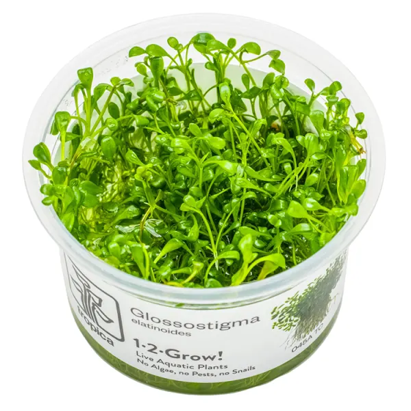 Planta acvariu Tropica Glossostigma Elatinoides In-Vitro
