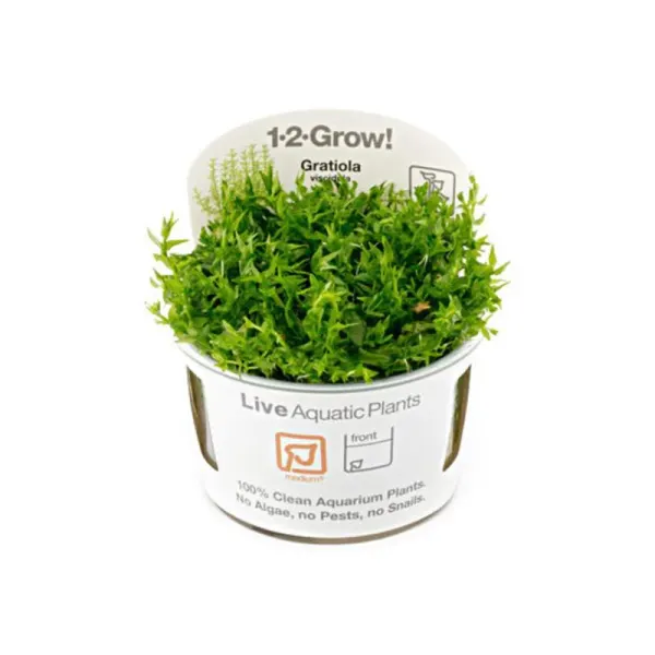 Planta acvariu Tropica Gratiola viscidula In-Vitro