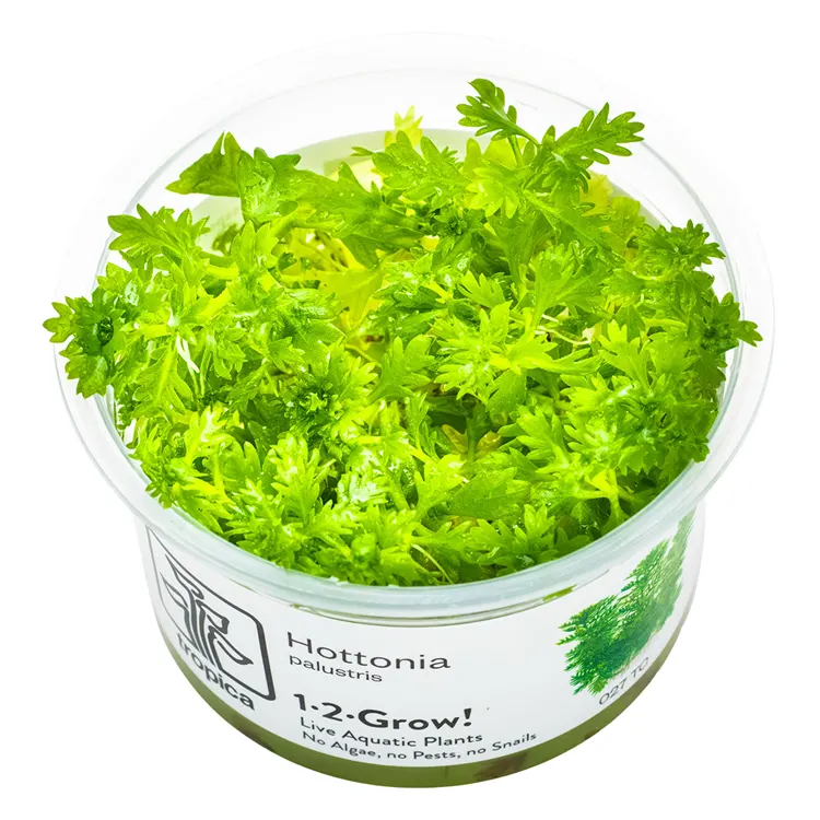 Planta acvariu Tropica Hottonia Palustris In-Vitro