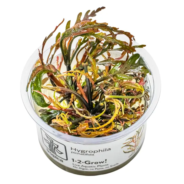 Planta acvariu Tropica Hygrophila Pinnatifida In-Vitro