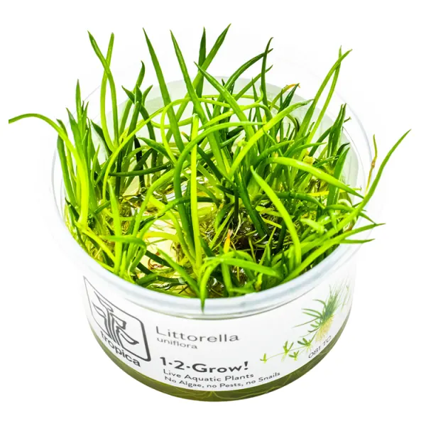 Planta acvariu Tropica Littorella Uniflora In-Vitro