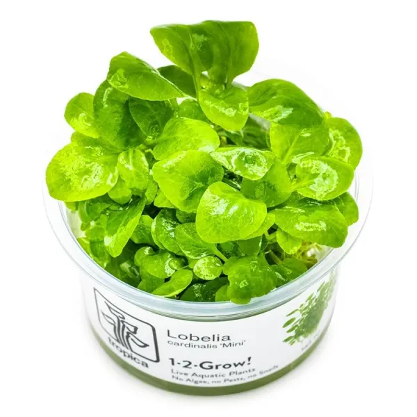 Planta acvariu Tropica Lobelia cardinalis 'Mini' In-Vitro