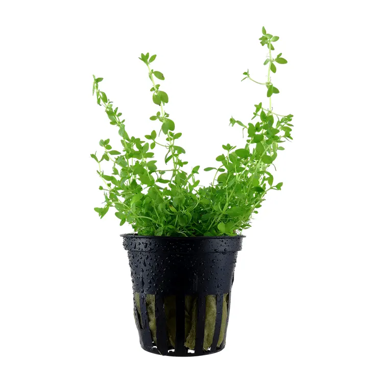 Planta acvariu Tropica Micranthemum Glomeratum