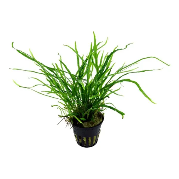 Planta acvariu Tropica Microsorum Pteropus Trident