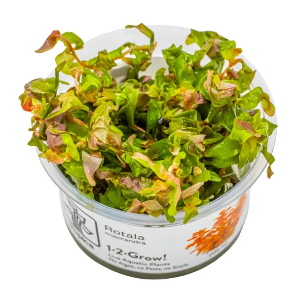 Planta acvariu Tropica Rotala macrandra In-Vitro