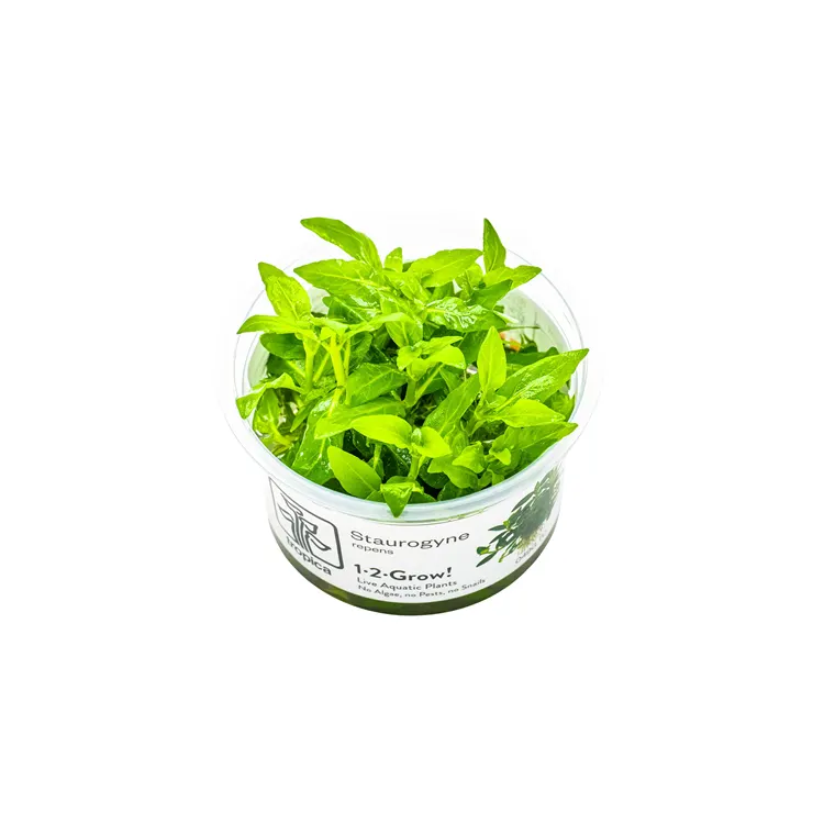 Planta acvariu Tropica Staurogyne Repens In-Vitro