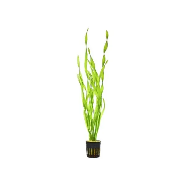 Planta acvariu Vallisneria asiatica Stoffels