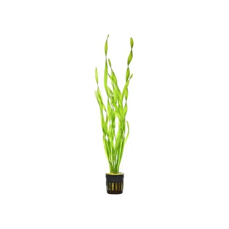 Planta acvariu Vallisneria asiatica Stoffels