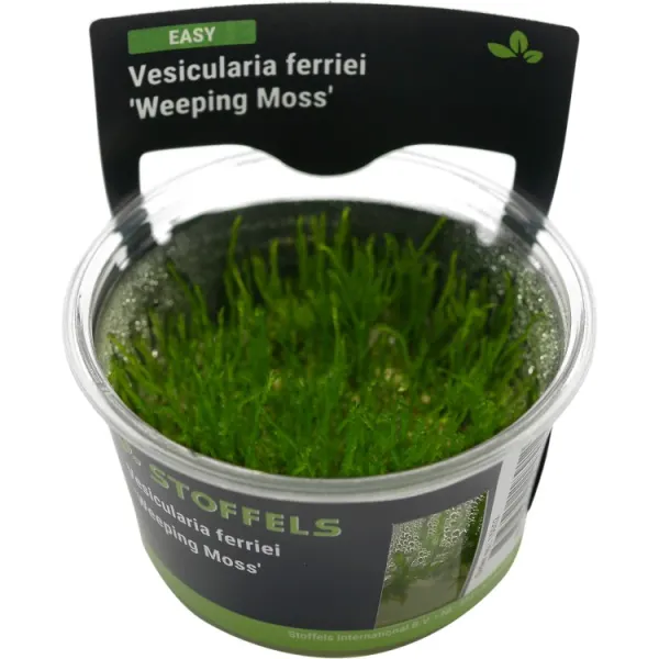 Planta acvariu Vesicularia ferriei Weeping in vitro Stoffels