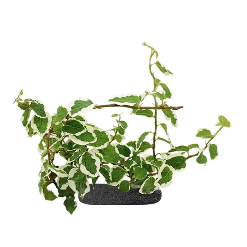 Planta cataratoare WIO Fig 'Belle Sunny'
