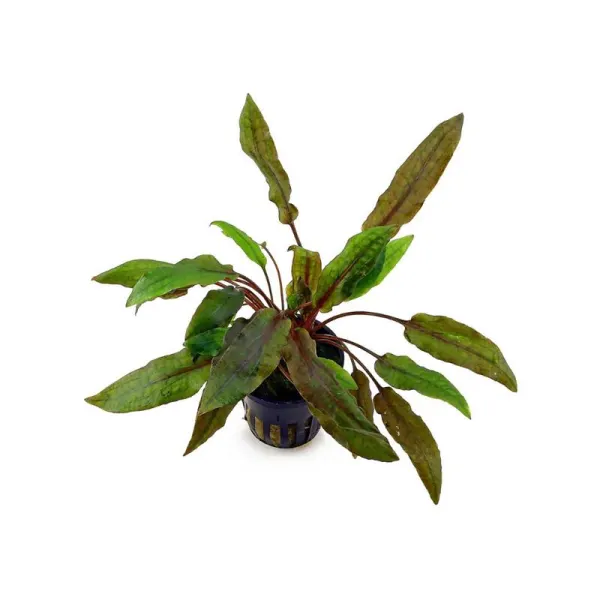 Planta de acvariu Cryptocoryne Wendtii Mi Oya Stoffels