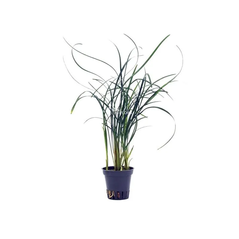 Planta naturala Stoffels Ophiopogon japonicus