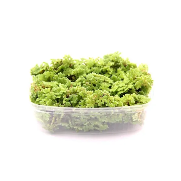Planta plutitoare Azolla filiculoides Dennerle Plants