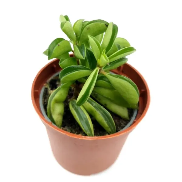 Planta semi suculenta terariu Dennerle Peperomia &lsquo;Fire Sparks&rsquo;