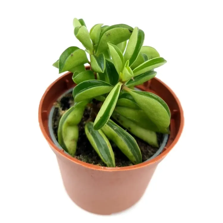 Planta semi suculenta terariu Dennerle Peperomia ‘Fire Sparks’