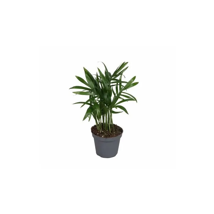 Planta terariu Dennerle Chamaedorea elegans