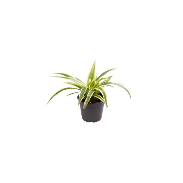 Planta terariu Dennerle Chlorophytum ‘Irish’