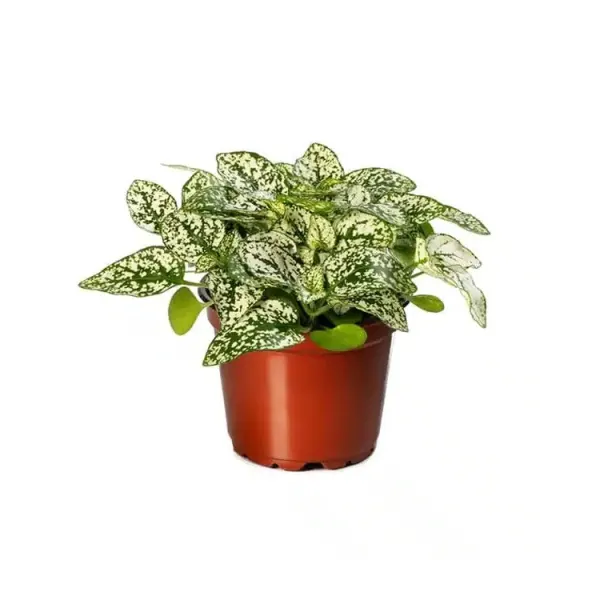 Planta terariu Dennerle Hypoestes phyllostachya Pink