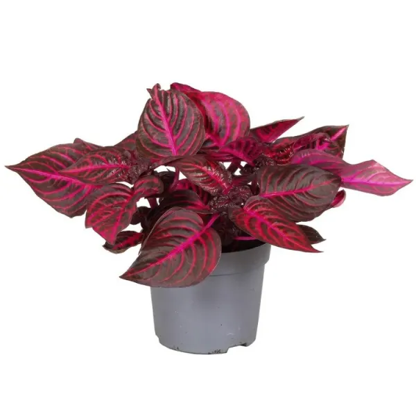 Planta terariu Dennerle Iresine &lsquo;Bloodleaf&rsquo;