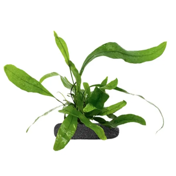 Planta terariu WIO Feriga Kangaroo Paw Phymatosorus