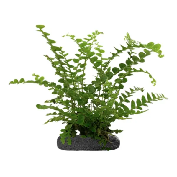 Planta terariu WIO Feriga Lemon Button "Nephrolepis cordifolia"